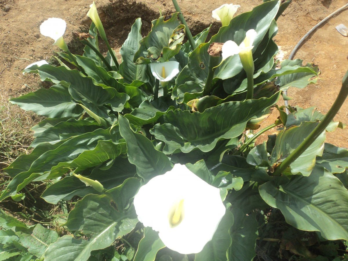 Zantedeschia aethiopica (L.) Spreng.